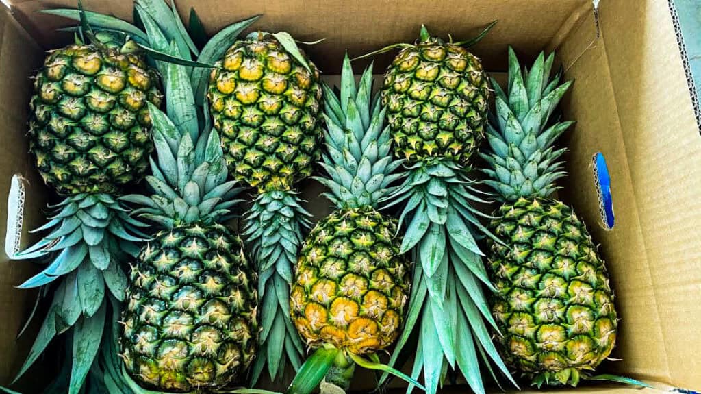 Kofi Juice Hene MD2 Pineapple