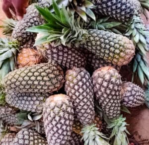 Kofi Juice Hene Sugarloaf Pineapple. One of the best pineapple varieties for juicing in Ghana