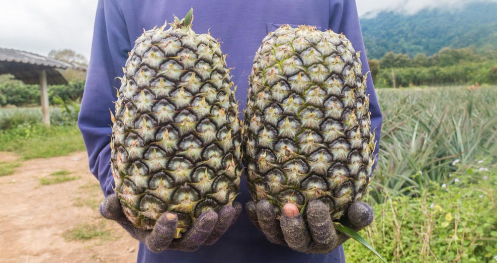 Kofi Juice Hene sustainable supply network